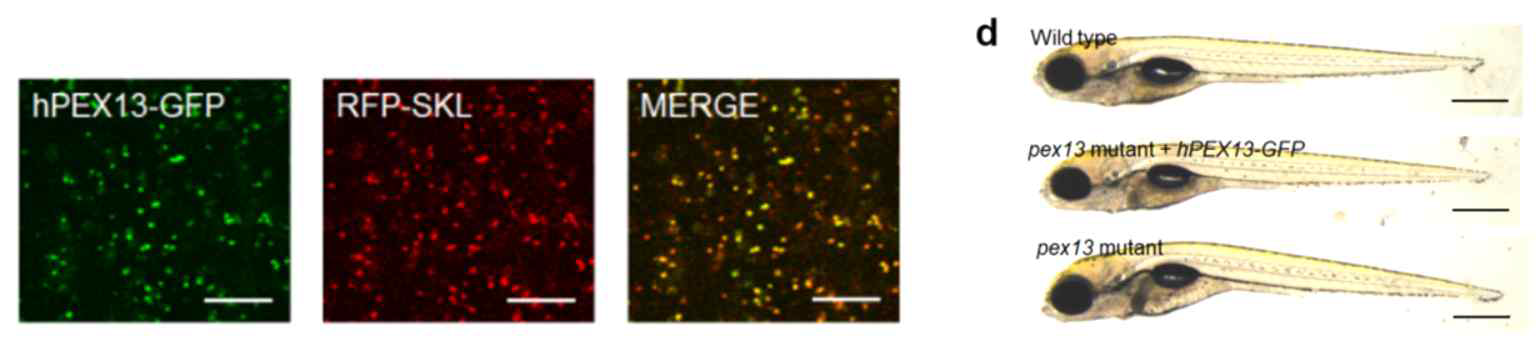 PEX13 형질전환 동물 모델 유효성 검증