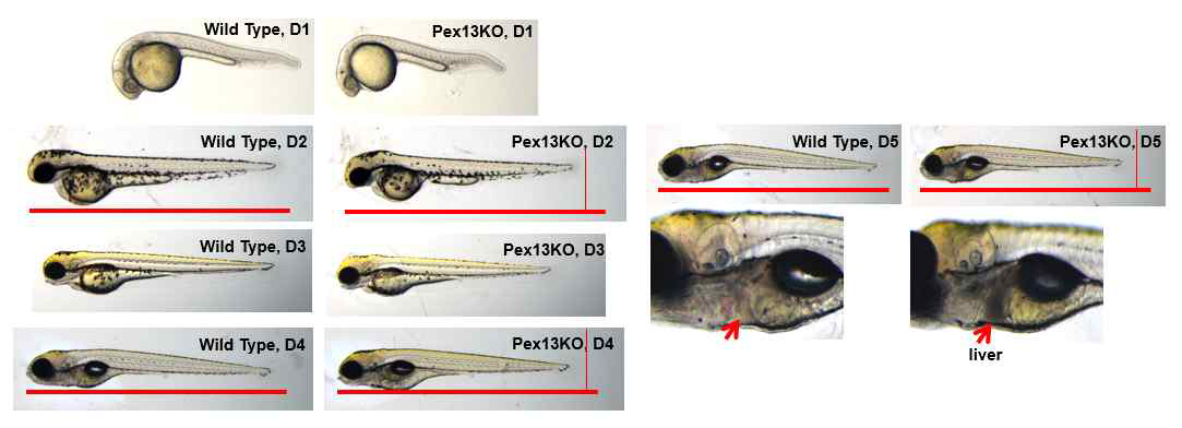 Pex13 KO 제브라피쉬 표현형 확인