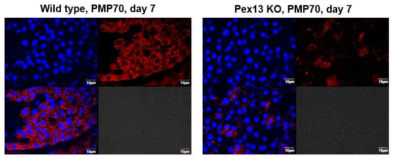 Pex13 KO 제브라피쉬에서 퍼옥시좀 수 확인