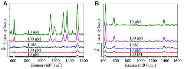 최적화된 조건의 금 나노로드/재생 셀룰로오스 하이드로겔 SERS 기판을 사용하여 (A) rhodamine 6G, (B) thiram 에 대한 한계 검출 농도 확인