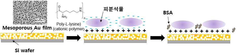 정전기 기반 PLL이 코팅된 피분석물의 메조포러스 금 SERS 기판 고정화