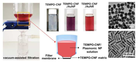 금 나노구조체와 TEMPO 산화 셀룰로오스 나노섬유로 구성된 SERS 기판 개발