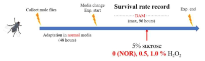 ROS-induced insomnia model