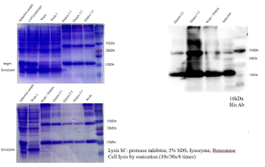 NSD protein purification results