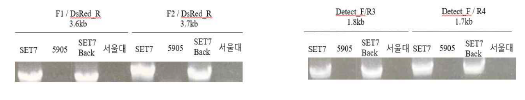 NSD SET domain deletion mutant 초파리 확인