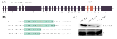 NSD1 돌연변이 세포주의 확인 (A) NSD1의 유전자구조의 이미지. 5번 엑손에 CRISPR/Cas9의 표적 부위가 위치. (B) 야생형의 NSD1 유전자와 비교하을 때 각 돌연변이 세포주에서 생성된 틀이동 돌연변이를 나타냄. (C) 돌연변이 세포주에서 H3K36의 메틸화가 감소한 것을 웨스턴 블롯을 통해 확인