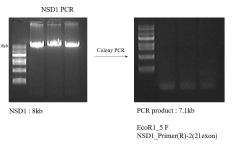 pUAST_NSD1 cloning result