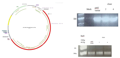 과발현 세포주의 genomic DNA를 이용한 PCR 실험과 제한효소 실험