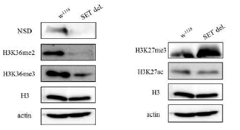 NSD SET 돌 연변이 초파리의 히스톤 변형 패턴을 웨스턴 분석법으로 조사