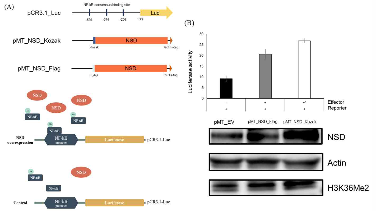 NF-kB 결합 부위를 포함하는 프로모터에 대한 NSD 과발현의 효과. (A) 초파리 S2 세포 형질감염에 사용된 벡터 구성. (B) 형질감염된 세포의 루시페라제 분석 결과
