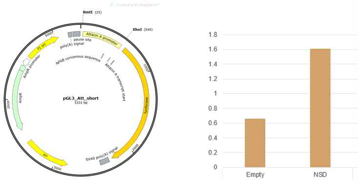 attacin-promoter driven luciferase plasemid 제조와 NSD 발현 plasmid와의 동시행산감염 실허