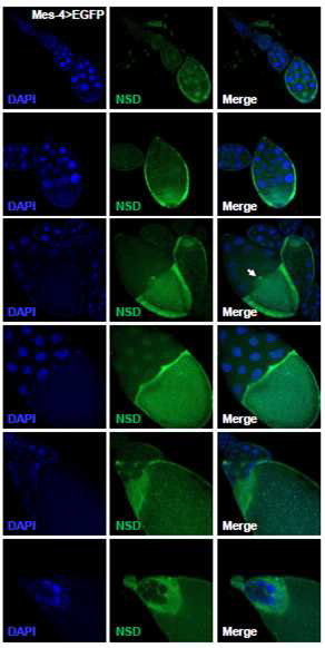 초파리 ovary의 NSD 발현 패턴