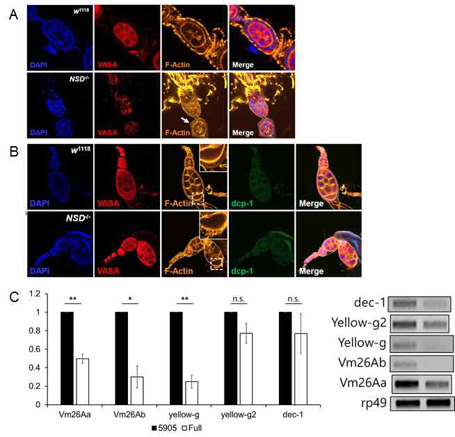 NSD-/- 파리에서 비정상적인 follicle cell의 발생. (A) follicle cell의 불규칙한 모양 (흰색 화살표). (B) follicle cell이 없는 egg. (C) follicle cell 발달과 관련된 유전자들 의 상대적 mRNA 발현 수준(NSD-/- 난소 vs. wt). 데이터는 평균 ± SE로 표시(*p<0.05, **p<0.01, ***p<0.001)