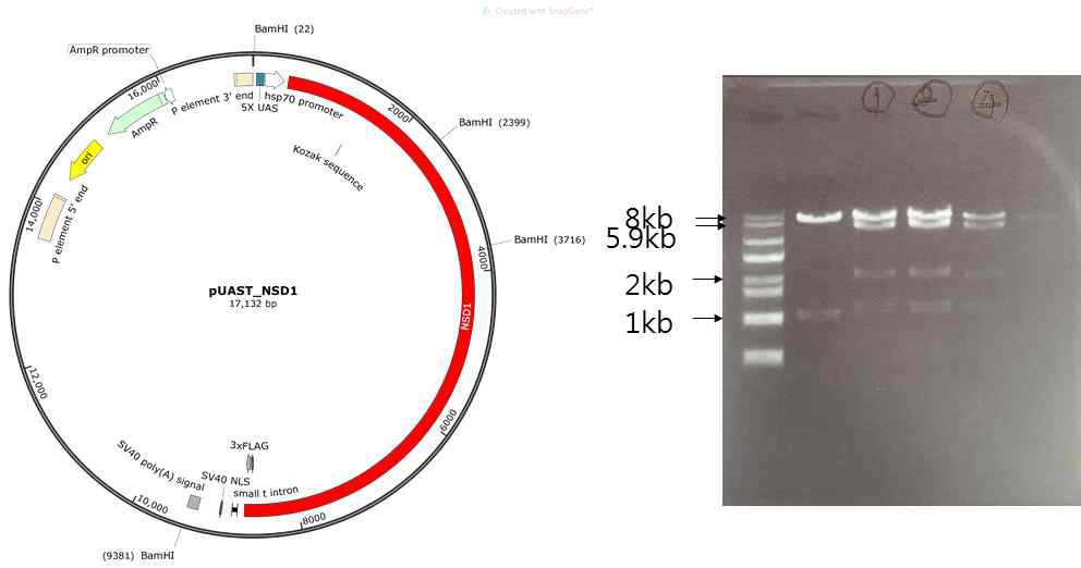 pUAST-NSD 클로닝. pUAST_NSD1 recombinant plasmid map (왼쪽) 과 BamH Ⅰ enzyme cutting(오른쪽)을 통한 클로닝의 확인