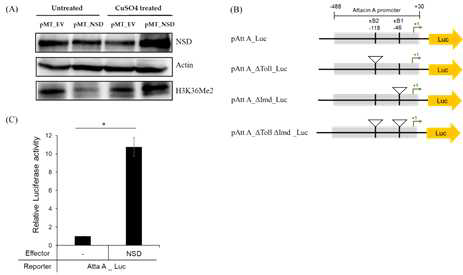 Transient transfection of NSD with the AttA promoter containing deletions in NF-κB bindingsitesintoDrosophila Schneider 2 (S2) cells. (A) Western blot analysis to confirm the induction of NSD expression. To induce its expression from the MT promoter-driven vector, copper sulfate was treated. (B) The AttA promoter-driven reporter constructs used for the experiment. The NF-κB motifs at positions −46 and −118 in the AttA promoter are denoted as κB1 and κB2, respectively. (C) Transcriptional activation of the AttA promoter by NSD. (D) Downregulation of NSD-mediated transactivation of the AttA promoter upon the deletion of κB1 that responds to the Imd pathway. All data were normalized with the internal control, pAc5C-RL. Statistical analysis was analyzed using Mann–Whitney U test with SPSS (N.S. denotes no-significance, **P<0.05, ***P<0.005)