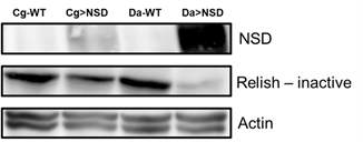 Effect of NSD expression on Relish activation in the Drosophila fat body. The cell extracts were prepared from the wandering 3rd instar larval fatbody (Cg fly lines) and from the larval whole body (Da fly lines) to perform western blot analysis with antibodies against the NSD protein, the inactive full-length form of Relish, and actin, respectively