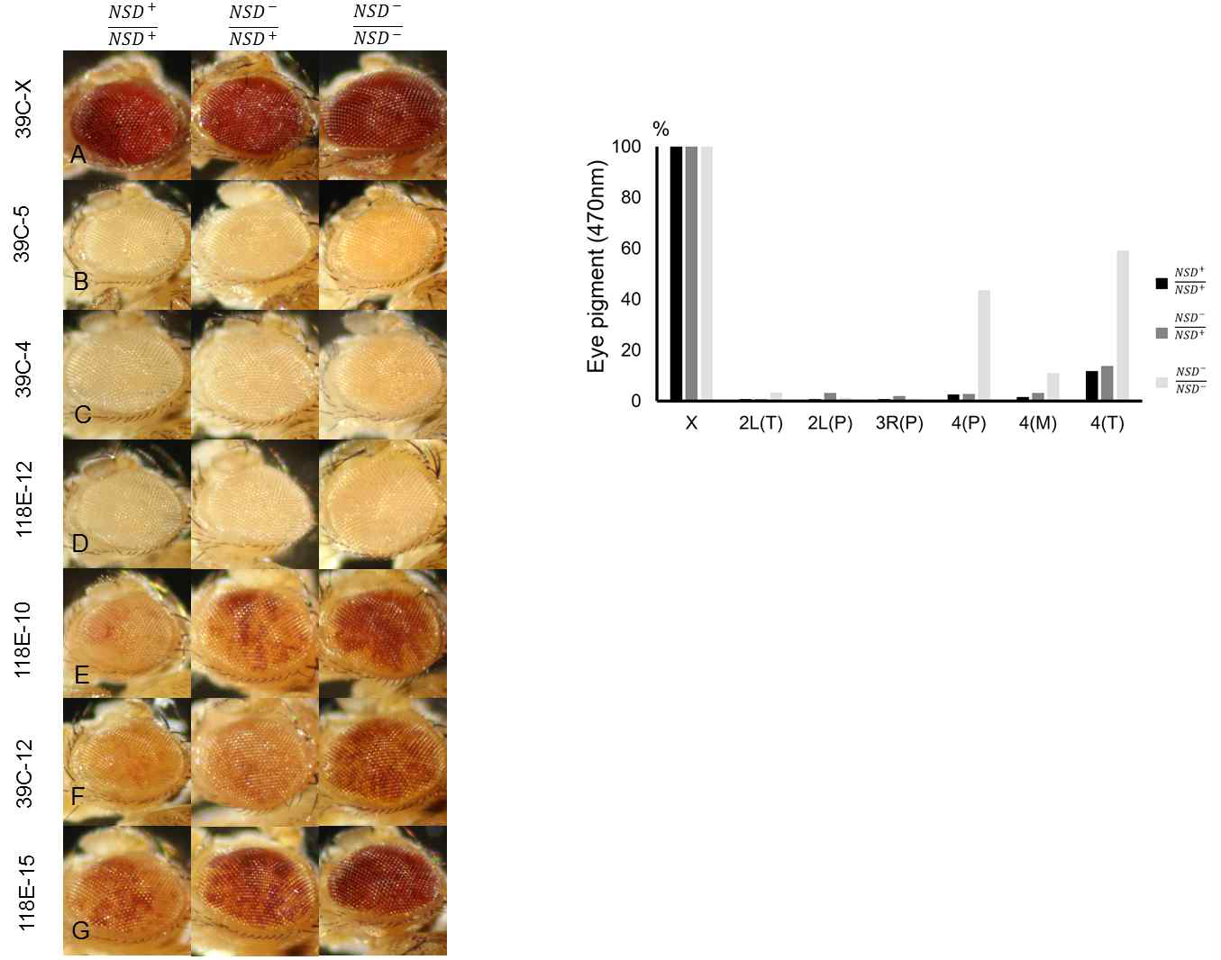 Chromosome 4 variegation in NSD mutant model heterozygotes and homozygotes. (A) Eyes pictures show expression of variegating white transgenes on Chromosome 4 (E-G) and other chromosomes (A-D), in NSD heterozygous (-/+) and homozygous (-/-) background. (B) Eye phenotype was obtained by measuring eye pigmentation. This level normalizes to 39C-X. X: X chromosome(39C-X), 2L(T): 2L chromosome telomere(39C-5), 2L(P): 2L chromosome pericentric(39C-4), 3R(P): 3R chromosome pericentric(118E-12), 4(P): 4 chromosome pericentric(118E-10), 4(M): 4 chromosome medial(39C-12), 4(T): 4 chromosome telomere(118E-15)