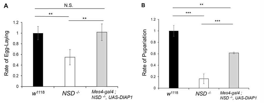 The effects of NSD on fertility (A) Comparison of egg laying of wild-type flies, NSD-deficient flies and mutant NSD-deficient flies expressing DIAP1. 40 female flies were crossed with 25 males for analysis of egg-laying in standard medium. In the mutant NSD-deficient flies expressing DIAP1, egg-laying was restored as in wild-type flies. (B) 40 eggs were incubated in the standard medium at 60% humidity and 25°C. Error bar indicates standard deviation. Student t-test and Mann-Whitney U test were used with SPSS (**p<0.05; ***p<0.005; N.S. is no- significant difference.)