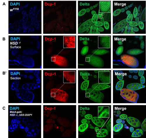 Confocal images of Drosophila ovary. Apoptotic cells were detected with anti-Dcp-1 and live cells were detected with anti-Delta. (A) In wild-type flies, the Delta was observed in follicle cells. (B-B’) The Dcp-1 was observed in the follicle cells and nurse cells of the NSD-deficient flies. Also, the abnormal morphology of follicle cells is shown. (C) In Mes4-gal4; NSD -/-, UAS-DIAP1 flies, the Delta was observed in follicle cells, and the Dcp-1 wasn’t observed in follicle cells and nurse cells. Also, the normal morphology of follicle cells is shown