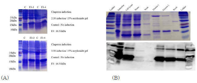 Overexpression of the drosphila NSD fragment with pET38a_NSD_F3 clone and its purification by Ni-NTA affinity column purification. (A) Optimization of the induction condition of pET28a_NSD_F3 vector. Chapheron DNAs were added when transformed with the vector DNA. Bacterial cells were treated with 10ul/ml arabinose during the incubation period and subcultured up to the O.D 0.4. (B) Successful purification of the drosophila NSD fragment. (upper panel; SDS gel analysis of the eluent of each sample from the NSD protein purification step using His-tag affinity column. lower panel; Western blotting analysis using 6x His-tag antibody (ab137839, Abcam)