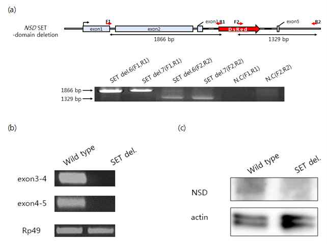 NSD SET domain deletion mutant Drosophila identification. (a) To confirm the deletion of the NSD SET domain region, primers (F1, R1) were constructed at the exon 1 and DsRed sites and PCR was performed to confirm the defect at the front region. The primers F2, (B) Confirmation of NSD RNA expression pattern by qRT-PCR (c) Confirmation of NSD protein expression pattern by western blot