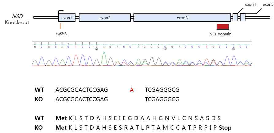 Identification of NSD knock-out flies. NSD knock-out sequencing revealed that A was missing in the exon 1 of the NSD knock-out Drosophila, due to the frameshift, resulting in stop codon