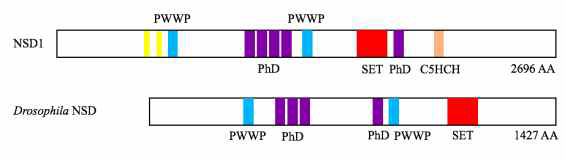 Protein domains of human NSD1 and drosophila NSD