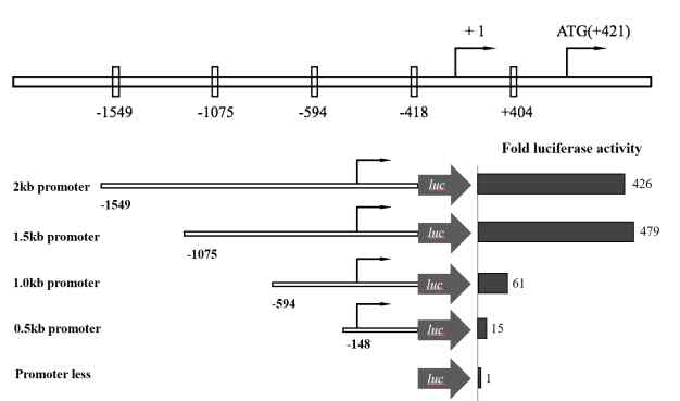 luciferase assay of the NSD promoter region: When the NSD promoter region was deleted from 5 'to the transcription start site (+1), the activity change of the promoter was observed. Promoters, including 1.5 kb and 1.0 kb, showed normal expression, but transcriptional levels decreased when deletion occurred up to -594 bp. These results indicate that the site is critical for the activity of the promoter