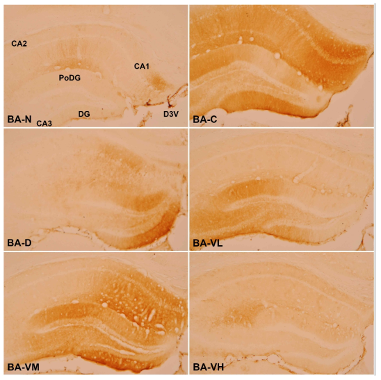 Effect of Verbenalin low, middle and high concentrations on β-amyloid-positive fibers in the C57BL/6J and B6Cg-Tg mice hippocampus. BA-N : Normal group(C57BL/6J mice), BA-C(B6Cg-Tg mice) : Control Group, BA-D : Donepezil Group, BA-VL : Verbenalin Low concentration Group, BA-VM : Verbenalin Medium concentration Group, BA-VH : Verbenalin High concentration Group; CA1 : Cornu Ammonis Area 1, CA2 : Cornu Ammonis Area 2, CA3 : Cornu Ammonis Area 3, PoDG : Polymorphic layer of the Dentate Gyrus, DG : Dentate Gyrus, D3V : Dorsal 3rd Ventricle