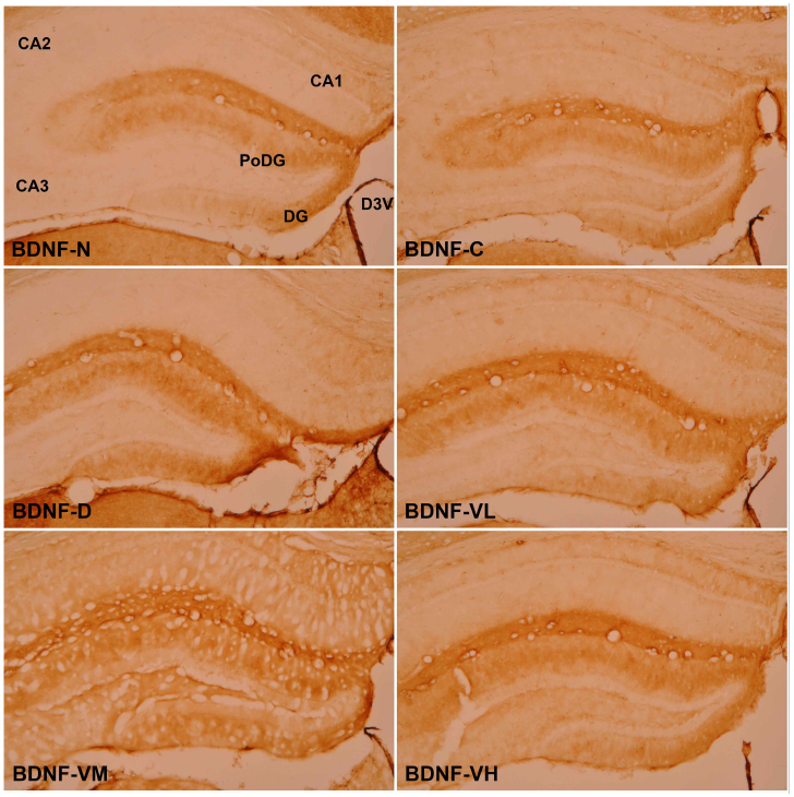 Effect of Verbenalin low, middle and high concentrations on BDNF positive fibers in the C57BL/6J and B6Cg-Tg mice hippocampus. BDNF-N : Normal group(C57BL/6J mice), BDNF-C(B6Cg-Tg mice) : Control Group, BDNF-D : Donepezil Group, BDNF-VL : Verbenalin Low concentration Group, BDNF-VM : Verbenalin Medium concentration Group, BDNF-VH : Verbenalin High concentration Group; CA1 : Cornu Ammonis Area 1, CA2 : Cornu Ammonis Area 2, CA3 : Cornu Ammonis Area 3, PoDG : Polymorphic layer of the Dentate Gyrus, DG : Dentate Gyrus