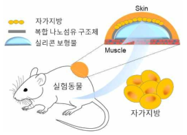 자가지방과 복합 나노섬유 구조체의 동물이식 모식도