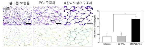 지방조직의 활성비교 결과