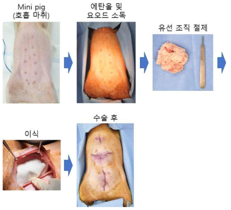 돼지모델을 이용한 체내 유효성 평가를 위한 실험 과정