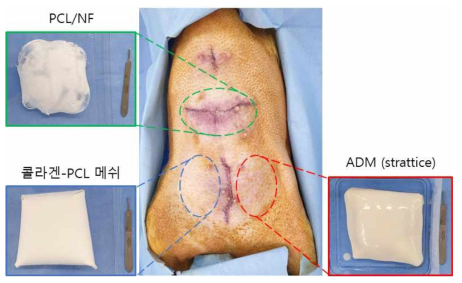 돼지 동물모델에서 복합 나노섬유 구조체 유효성 평가를 위한 시료별 삽입 위치