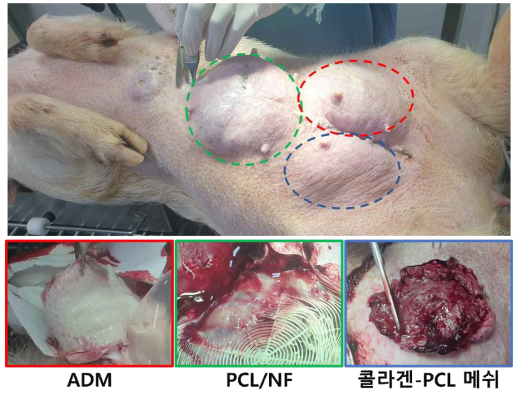 돼지 동물모델에서 복합 나노섬유 구조체의 안전성 및 유효성 평가를 위한 구조체 수득