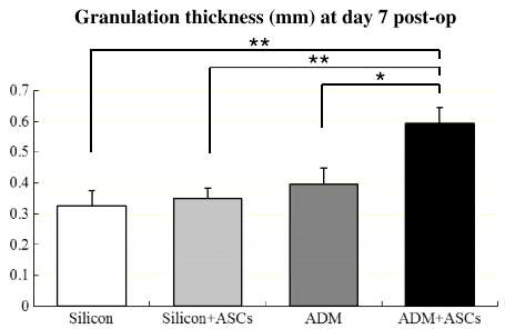 in vivo, granulation thickness