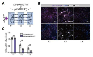 미세유체 분리 배양 접시를 이용한 루이체 병변 전파 연구 및 AIMP2의 역할 규명. (A) 미세유체 관으로 연결된 3개의 배양 well로 구성된 microfluidic chamber에 cortical neuron을 배양 후 α-synuclein PFF를 1번 chamber (C1)에 처치. C2 chamber에 shAIMP2 발현 recombinant adeno-associated virus (AAV-shAIMP2-RFP) 또는 대조군으로 AAV-shCtrl-GFP를 처치하여 AIMP2의 루이 병변 전파에서의 기능을 연구하는 실험을 설계함. (B) 각각의 chamber 내에서의 루이체 병변 유도 및 전파를 루이체 병변 표지 항체인 pS129-α-Syn를 이용하여 면역 형광 염색을 수행함. 가운데 chamber의 신경세포의 바이러스에 의한 infection은 형광 reporter 단백질을 통해 신호를 측정함. GFP와 RFP는 흰색의 pseudocolor로 이미지 처리함. (C) Microfluidic chamber 실험을 통해 각 well에서 관찰되는 pS129-α-synuclein의 형광 신호를 정량함