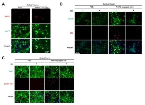 5B2 항체 기반 AIMP2 응집체 전파 파킨슨병변 유도 제어. (A) AIMP2 aggregate 처치한 마우스 일차신경세포 (MAP2로 표지)의 AIMP2 유입을 AIMP2 특이항체를 이용한 면역형광염색으로 확인. (B) AIMP2 aggregate 처치와 함께 5B2 항체를 배지에 함께 처치한 마우스 일차배양 신경세포에서의 AIMP2 신경세포 내 유입 여부를 5B2 항체를 이용한 면역 형광 염색으로 확인. (C) 같은 그룹의 실험군에서의 루이소체 병변 유도 여부를 pS129-αSyn 표지 항체를 이용한 면역형광염색으로 확인