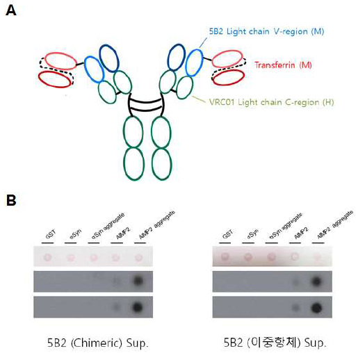 이중항체의 제작 및 검증. (A) 5B2 항체의 light chain에 transferrin 수용체에 결합하는 항체를 결합시킨 이중항체의 단순화 도식도. (B) dot blot을 통한 5B2와 이중항체의 각 항원에 대한 친화도 비교 분석