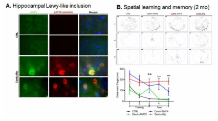 AIMP2와 a-synuclein을 동시에 해마에서 과발현하는 동물 모델에서의 루이소체 및 치매 병변 유도. (A) CamKIIa-tTA에 의해 AIMP2와 a-synuclein을 발현할 수 있는 마우스 모 델에서 해마 뇌조직 내의 AIMP2의 발현 및 루이체 병변 표지 마커인 pS129-a-synuclein의 신호를 면역 형광 염색을 통해 확인. (B). 2개월령의 AIMP2/a-synuclein 동시발현 모델 (Camk-dTg)과 대조군 그리고 AIMP2 또는 a-synuclein 만을 발현하는 마우스 모델 (CamK-AIMP2 및 Camk-SNCA)에서의 학습 기억 능력을 Barnes maze 실험을 통해 측정함