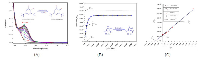 (A) [Cu(II)(bebp-Br2)(MeOH)](ClO4)2와 DTBC를 반응시켰을 때 나타나는 UV/Vis 스펙트럼의 변화. (B) Michelis-Menten plot, (C) Lineweaver-Burk plot