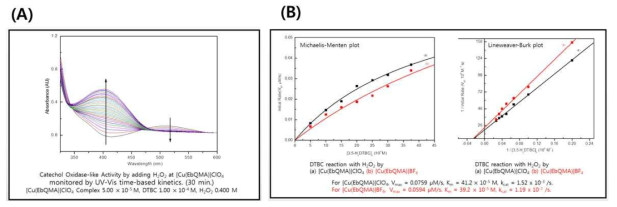 Catecholase activity 측정. (A) Cu(I)(EbQMeA)]ClO4의 UV/Vis 스펙트럼 변화, (B) Michelis-Menten plot 과 Lineweaver-Burk plot