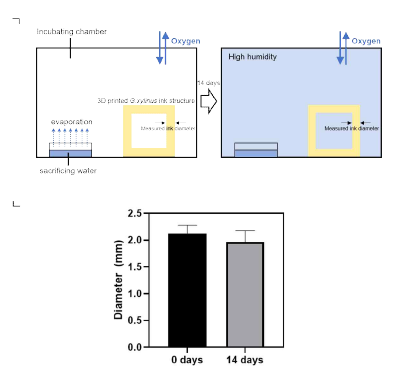 최종 삼차원 셀룰로오스 구조체의 배양 기간 동안 낮은 치수 변화율을 위한 방안 모색. (a) 삼차원 셀룰로오스 구조체의 고습 배양환경 조성. (b) 프린팅 디자인과 최종 셀룰로오스 구조체의 치수 변화