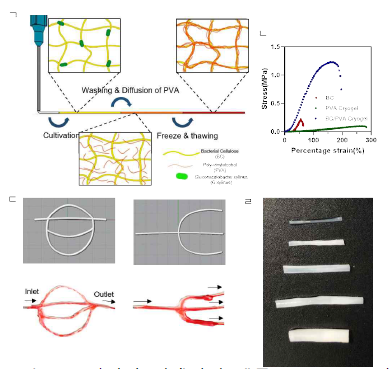삼차원 박테리아 셀룰로오스 구조체의 기계적 물성 보강을 위한 폴리비닐알코올 복합화. (a) 삼차원 박테리아 셀룰로오스/폴리비닐알코올 복합화 모식도. (b) 삼차원 박테리아 셀룰로오스/폴리비닐알코올 기계적 물성 비교. (c) 인쇄된 혈관 모사 삼차원 박테리아 셀룰로오스/폴리비닐알코올. (d) 다양한 직경을 가진 삼차원 박테리아 셀룰로오스/폴리비닐알코올
