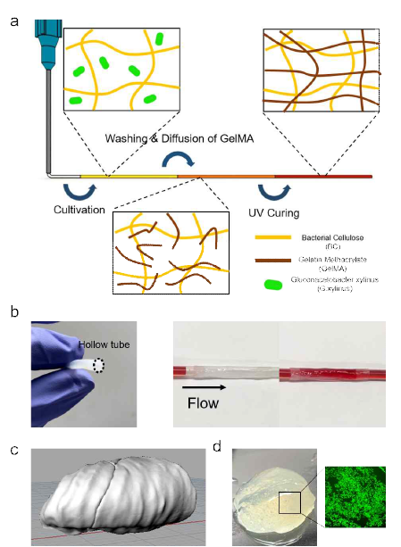 (a) 박테리아 셀룰로오스/젤라틴 메타크릴레이트 이중가교 하이드로겔의 삼차원 프린팅 방법 (b) 관 구조의 박테리아 셀룰로오스/젤라틴 메타크릴레이트 이중가교 하이드로겔 (c) 폐의 좌상엽 구조의 CAD 디자인 (d) 폐의 좌상엽 구조로 프린팅된 박테리아 셀룰로오스/젤라틴 메타크릴레이트 이중가교 하이드로겔에 배양된 섬유아세포
