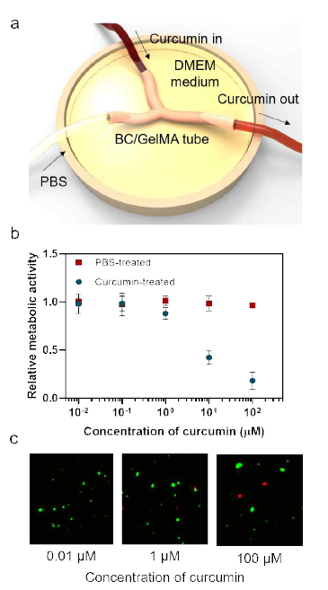 (a) 분지관 형태의 박테리아 셀룰로오스/젤라틴 메타크릴레이트 이중가교 하이드로겔에 배양된 섬유아세포의 외부 환경 변화에 따른 반응성 평가 방법 모식도 (b) 박테리아 셀룰로오스/젤라틴 메타크릴레이트 이중가교 하이드로겔에 배양된 섬유아세포의 대조군과 커큐민에 대한 세포 활성도 비교 (c) 박테리아 셀룰로오스/젤라틴 메타크릴레이트 이중가교 하이드로겔에 배양된 섬유 아세포의 커큐민의 농도에 따른 세포 생존율 비교