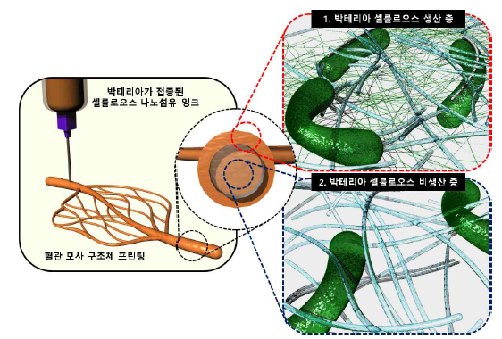 활성 박테리아 함유 셀룰로오스 나노섬유 하이드로겔 잉크를 이용한 의료용 복잡 구조 모사 3D 프린팅 및 박테리아 활성 영역 모식도