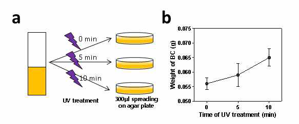 (a) UV 처리 시간에 따른 박테리아 선별 과정 (b) UV처리 시간에 따른 박테리아 셀룰로오스 생합성량 변화