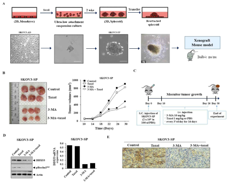 The effects of autophagy inhibition on tumorigenic potential and drug-resistance of ovary cancer stem cells