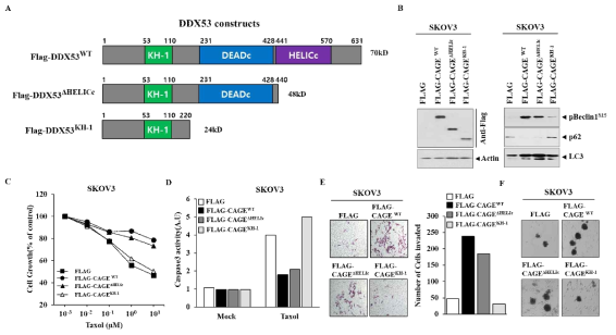 The functional study of DDX53 domains on drug resistance and cancer stemness of ovary cancer cell